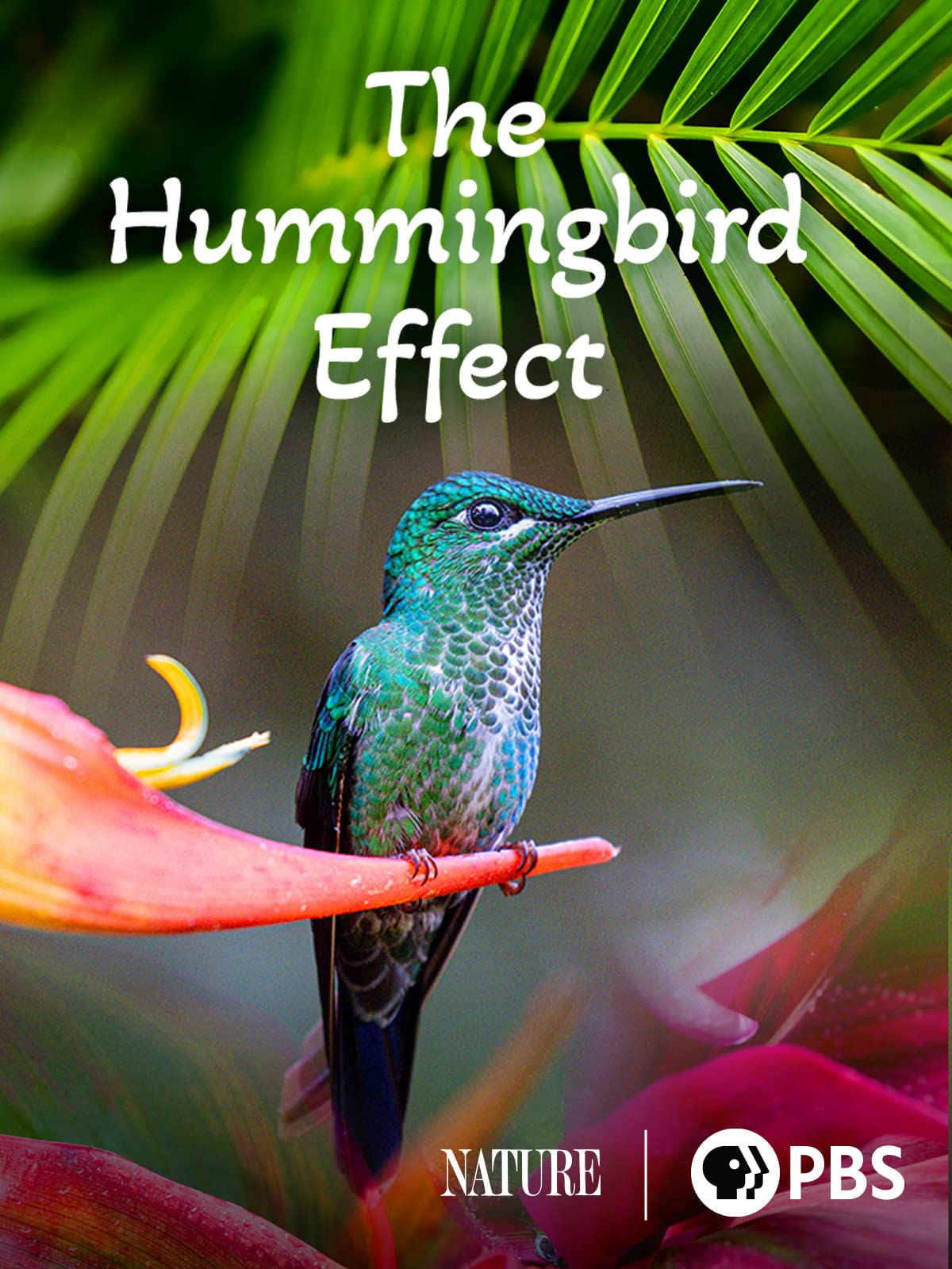 Постер The Hummingbird Effect
